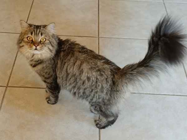 Kater Tiger, eine grau getigerte Britisch-Kurzhaar-Katze